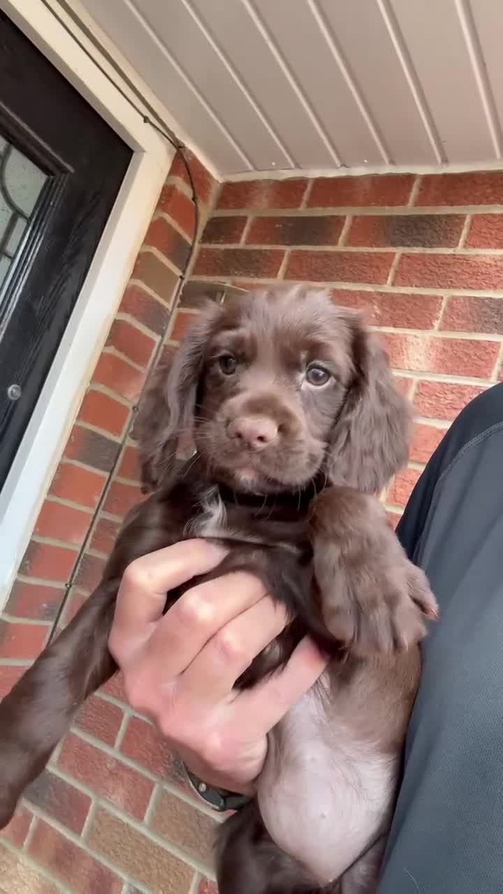 Cocker Spaniel dogs for sale: READY NOW Working (type) Cocker Spaniels KC Reg - Video 1