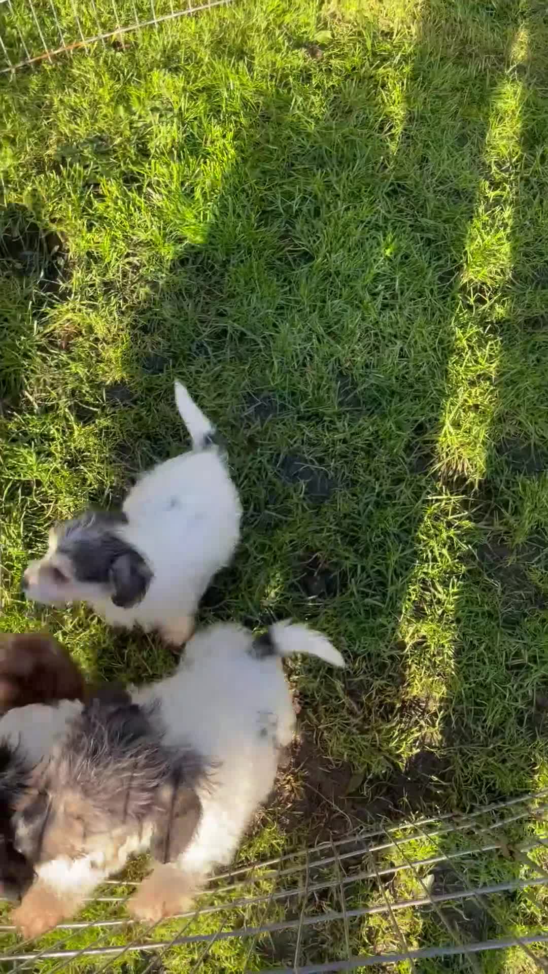 Jackapoo dogs for sale: Jackapoo puppies  - Video 1