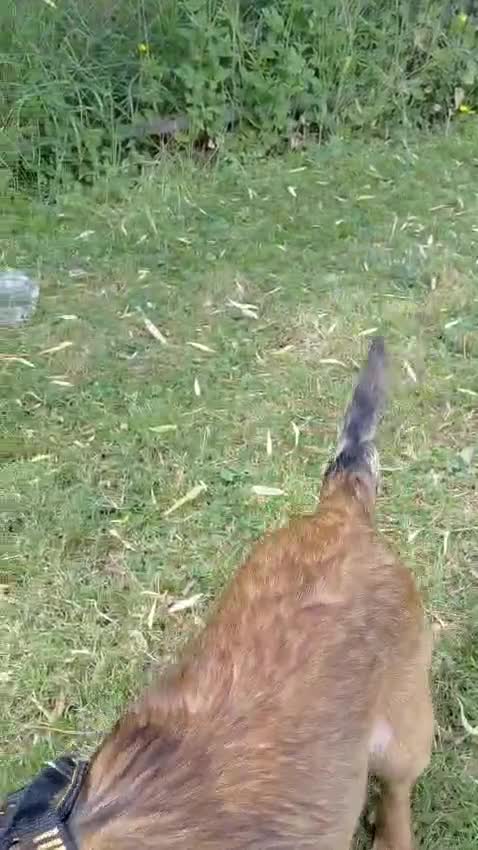 Mixed Breed dogs for adoption: Pip needs a perfect forever home! (Nottingham) - Video 2