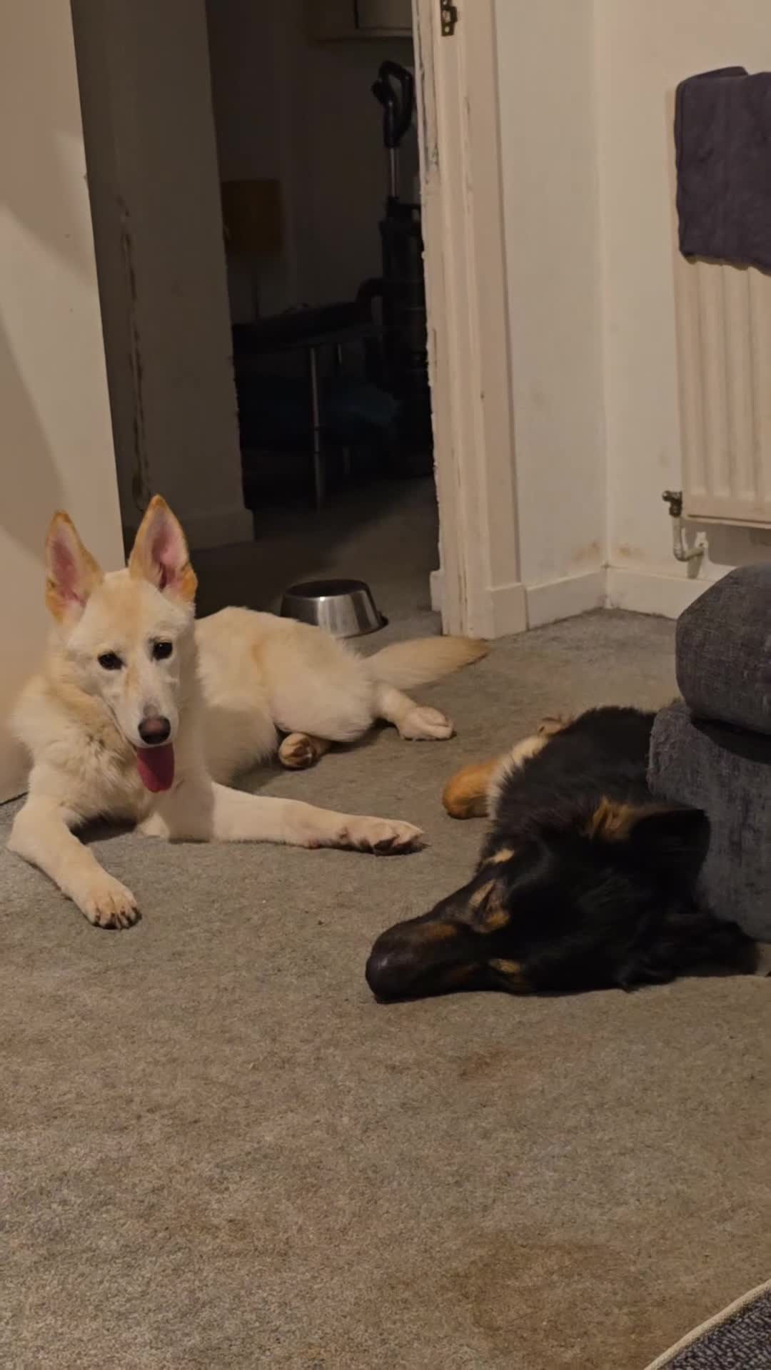 German Shepherd dogs for sale: German shepherd's for sale  in Dumbarton - Video 1