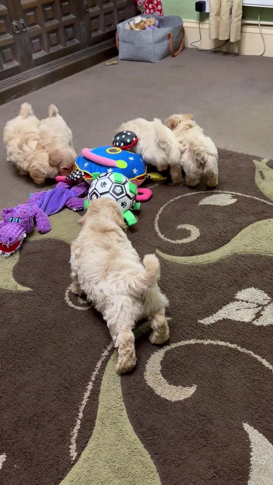 Poochon dogs for sale: ***Beautiful Poochon puppies Boys and Girls*** - Video 2