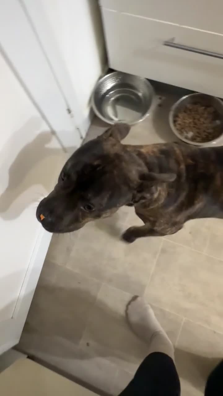 Mixed Breed dogs for sale: Staff ** tif  - Video 1