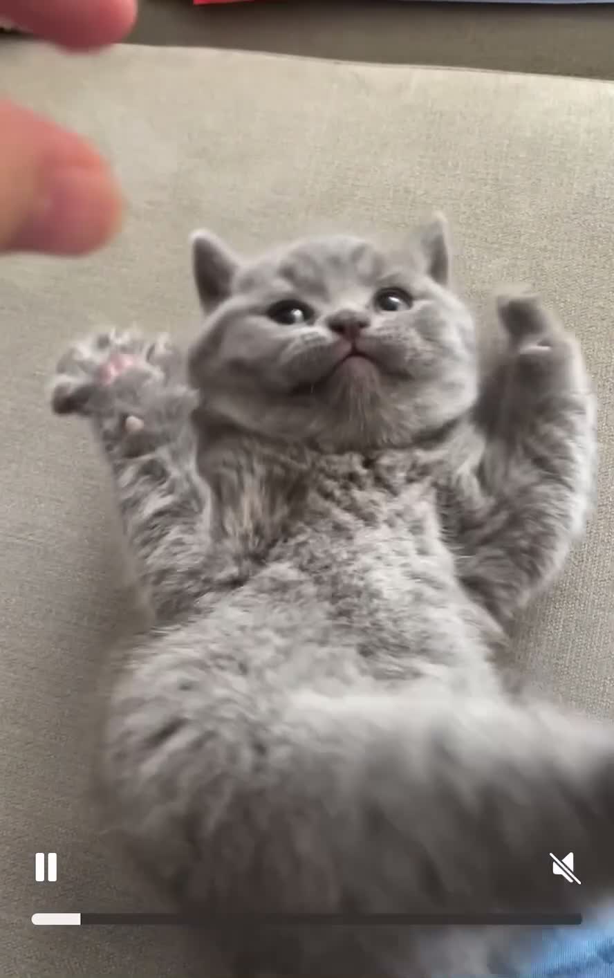 British Shorthair cats for sale: Beautiful Blue British Shorthair Kittens - Video 1