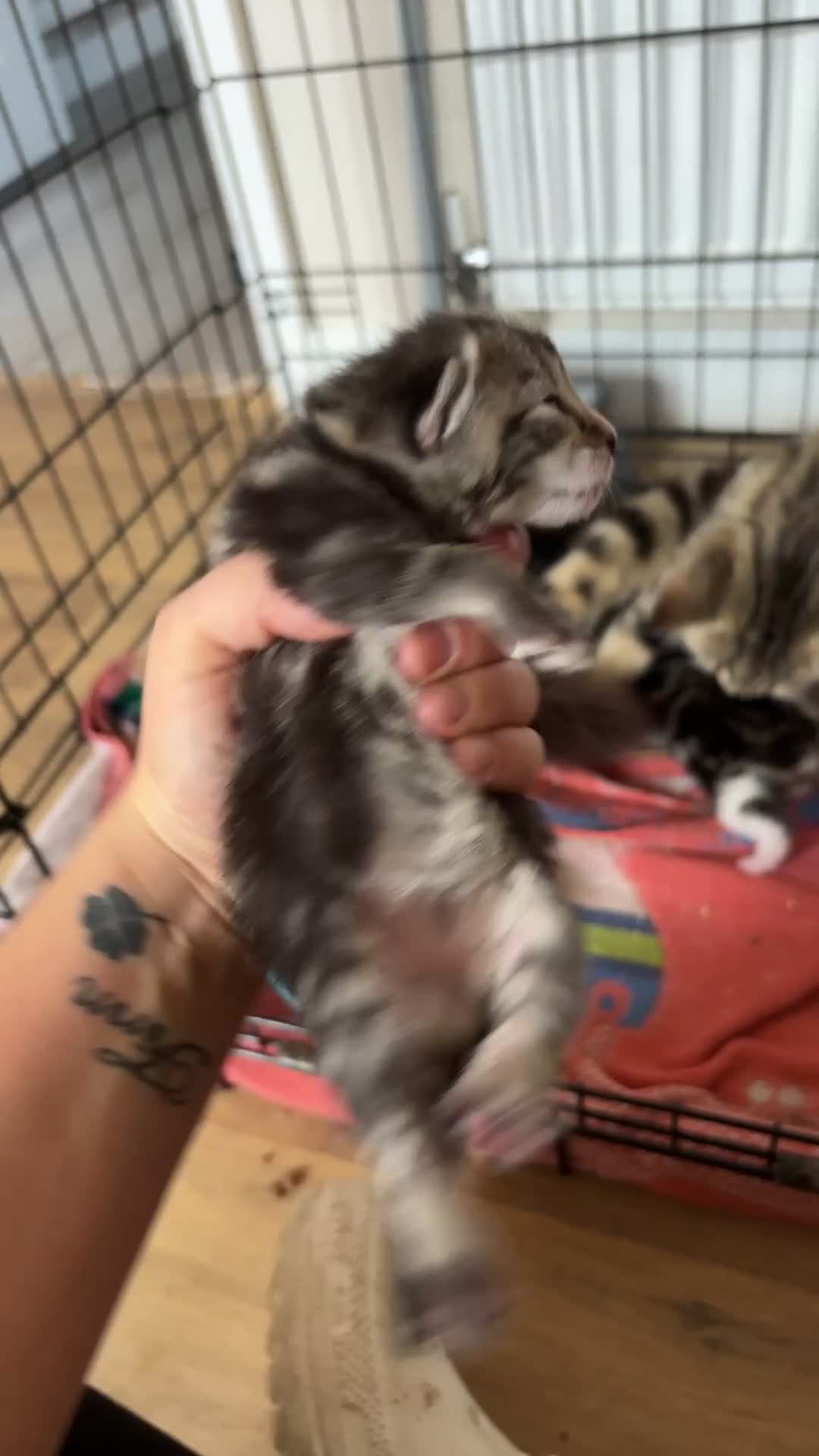 Mixed Breed cats for sale: Kittens for sale  - Video 2