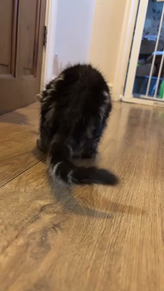 Mixed Breed cats for sale: Cute fluffy kittens  - Video 2
