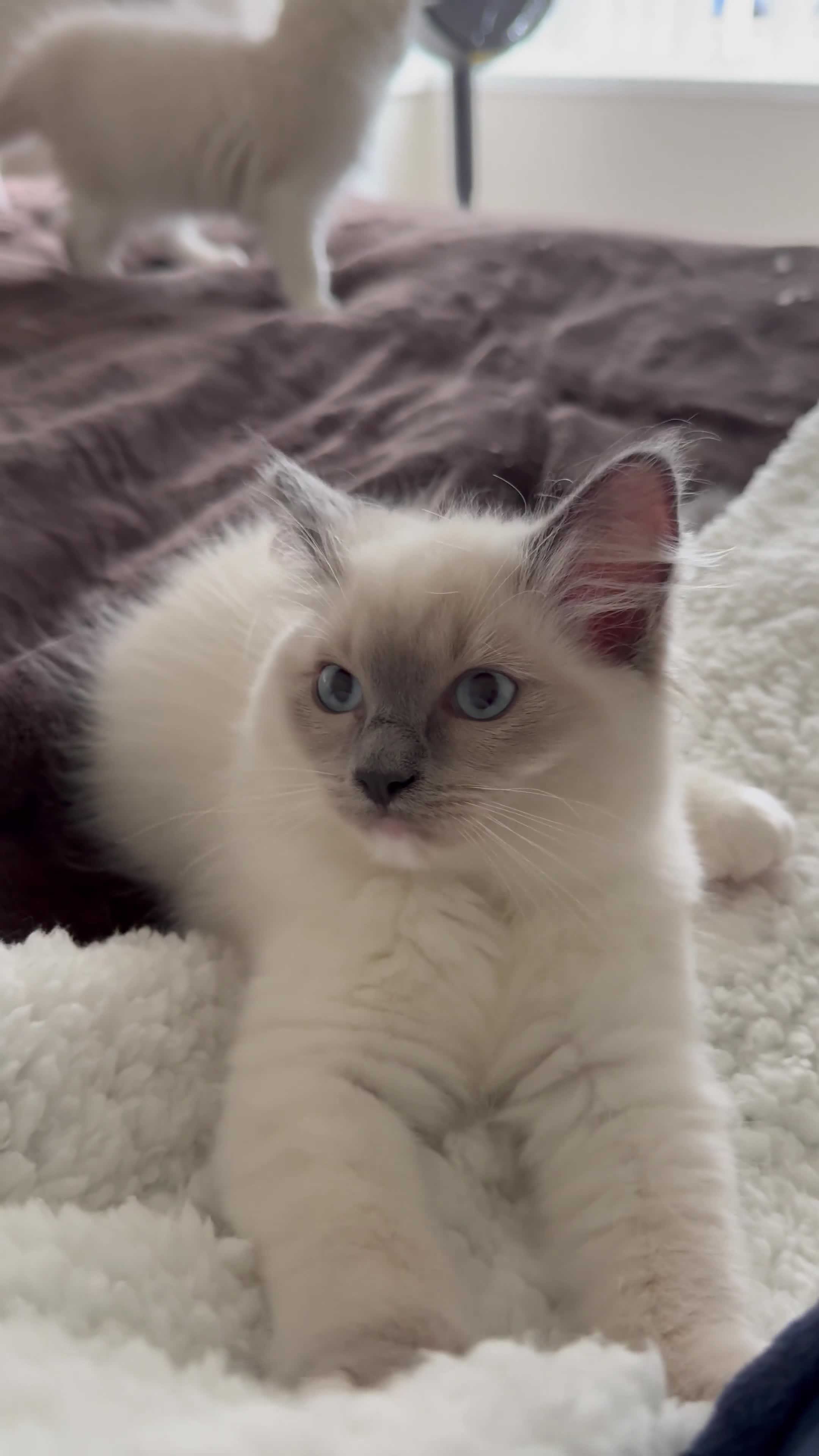 Ragdoll cats for sale: 🎀 2 GIRLS LEFT PUREBRED European Ragdolls 🎀  - Video 3