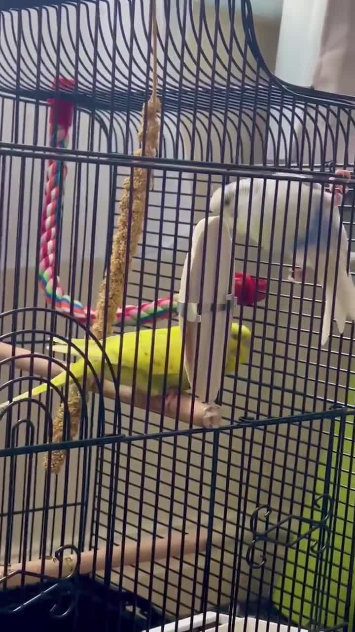 Budgerigars birds for sale: 2 budgies with cage - Video 1