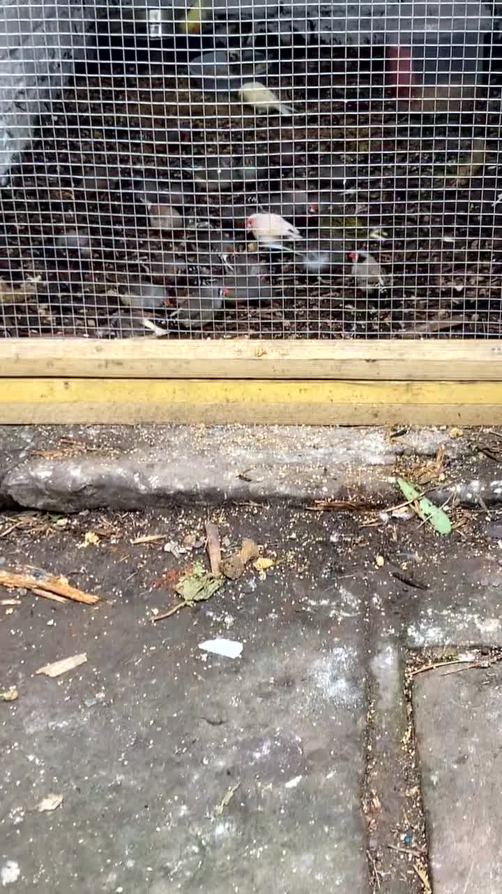 Canaries birds for sale: GOLDFINCH PAIR Canary’s zebras and bengalese  - Video 1