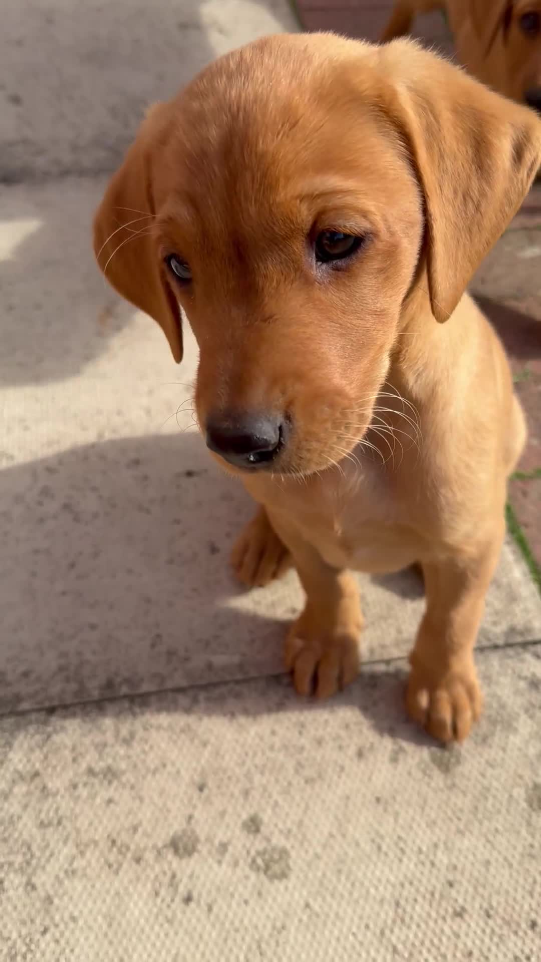 Labrador Retriever dogs for sale: Ready to leave - KC Fox Red Labrador puppies - Video 1