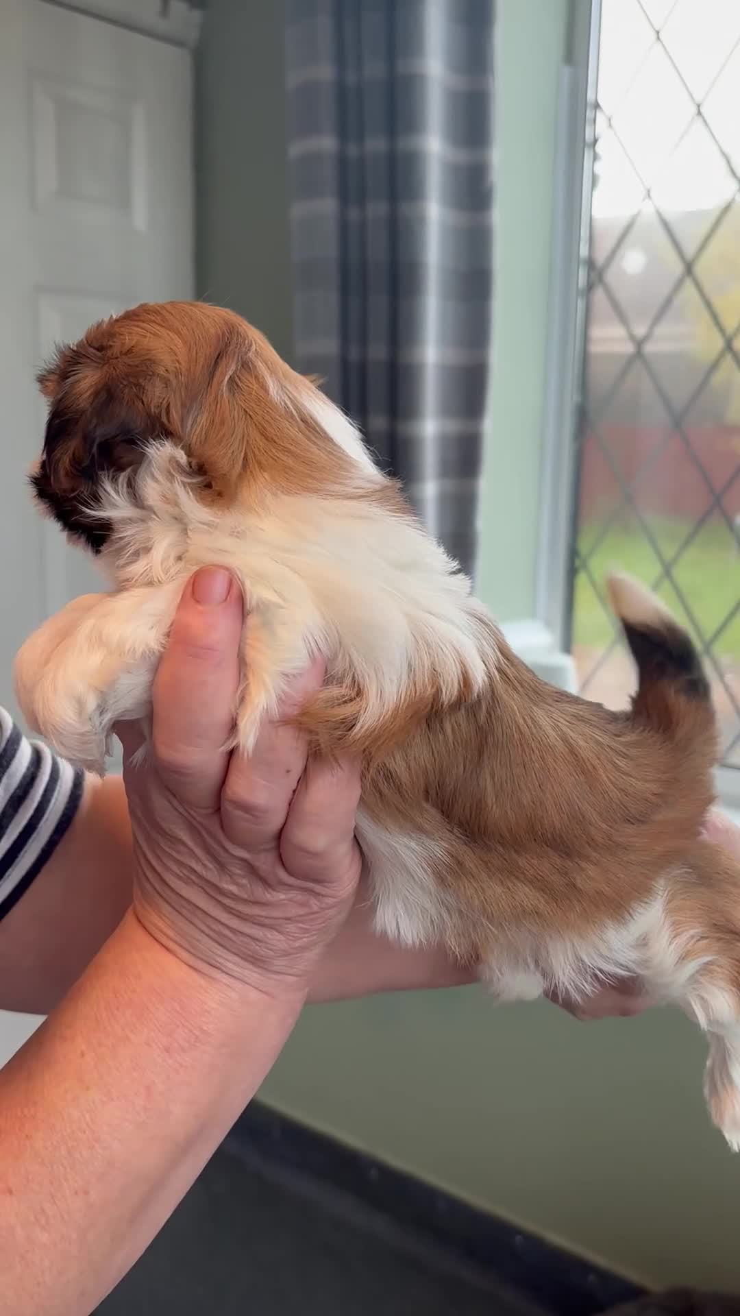 Shih Tzu dogs for sale: Kc reg adorable girls  - Video 2