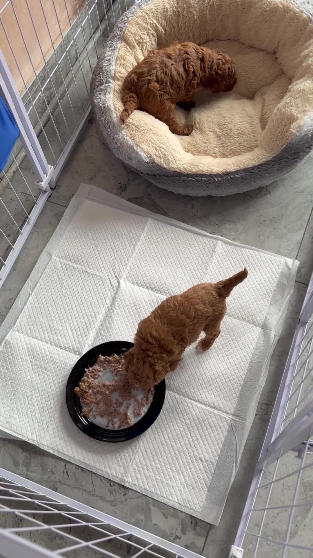 Cavapoo dogs for sale: 2x Cavapoo F1B pups 1 boy 1 girl available  - Video 3
