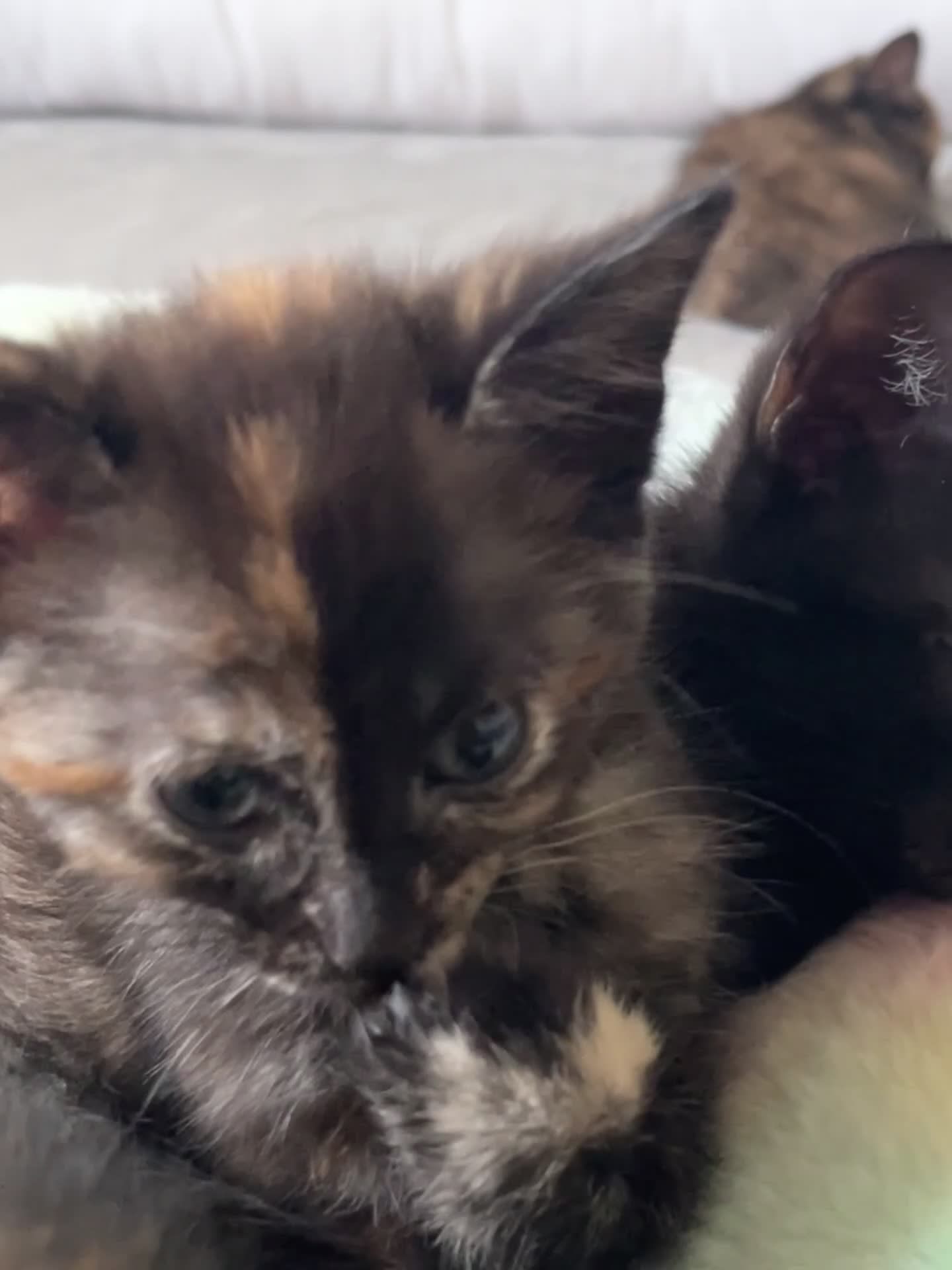 Mixed Breed cats for sale: 5 beautiful and friendly kittens! - Video 1