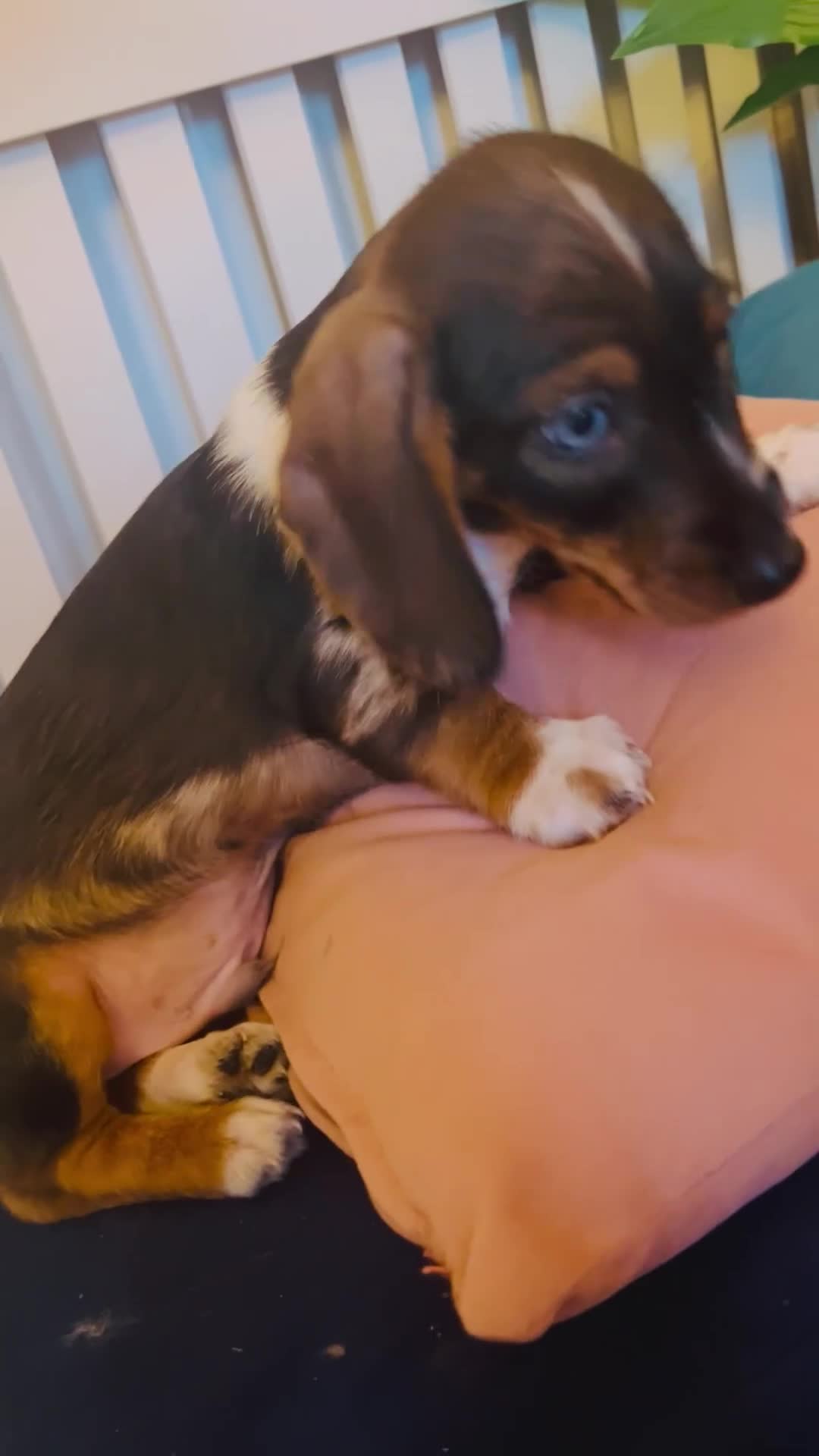 Miniature Dachshund dogs for sale: Stunning Dapple miniature dachshund boy - Video 1