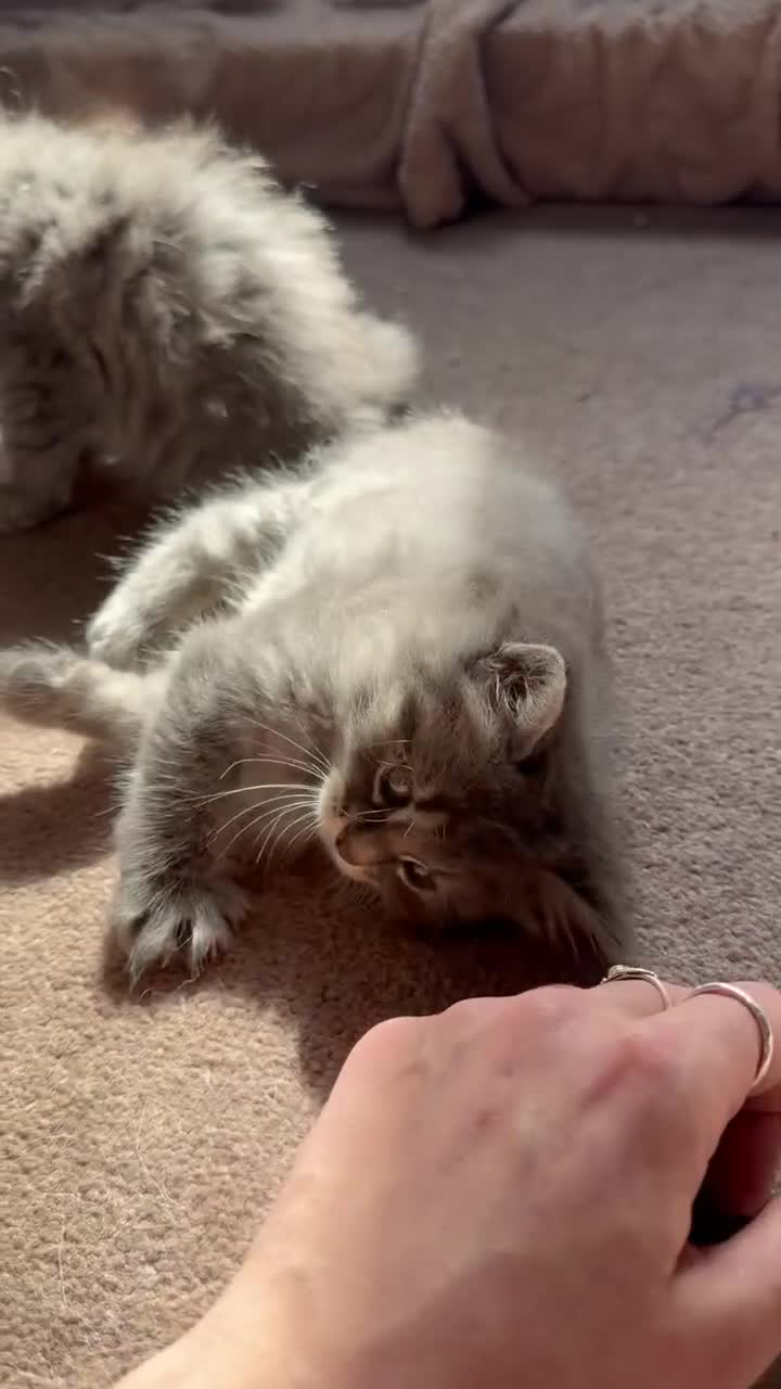 Norwegian Forest Cat cats for sale: Two Beautiful female kittens  - Video 1