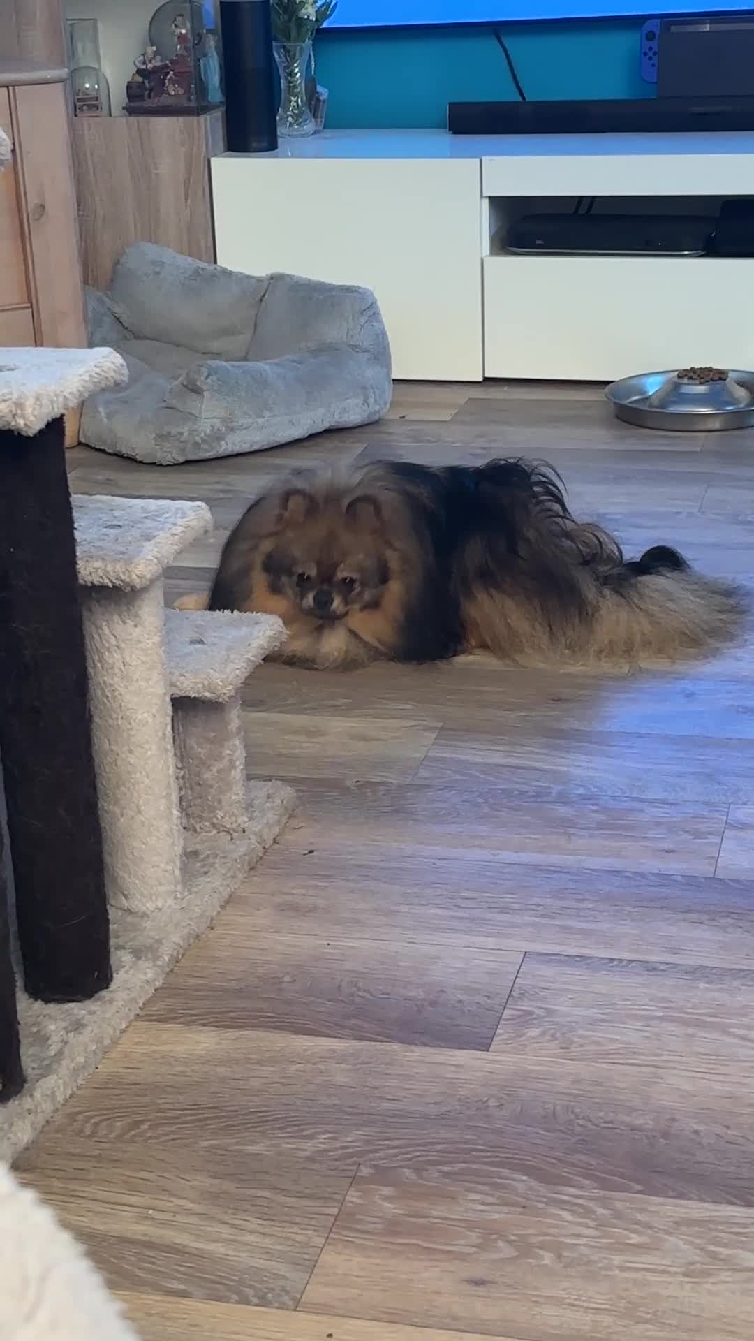 Pomeranian dogs for sale: Beautiful Boy Pomeranian, Quinn - Video 1