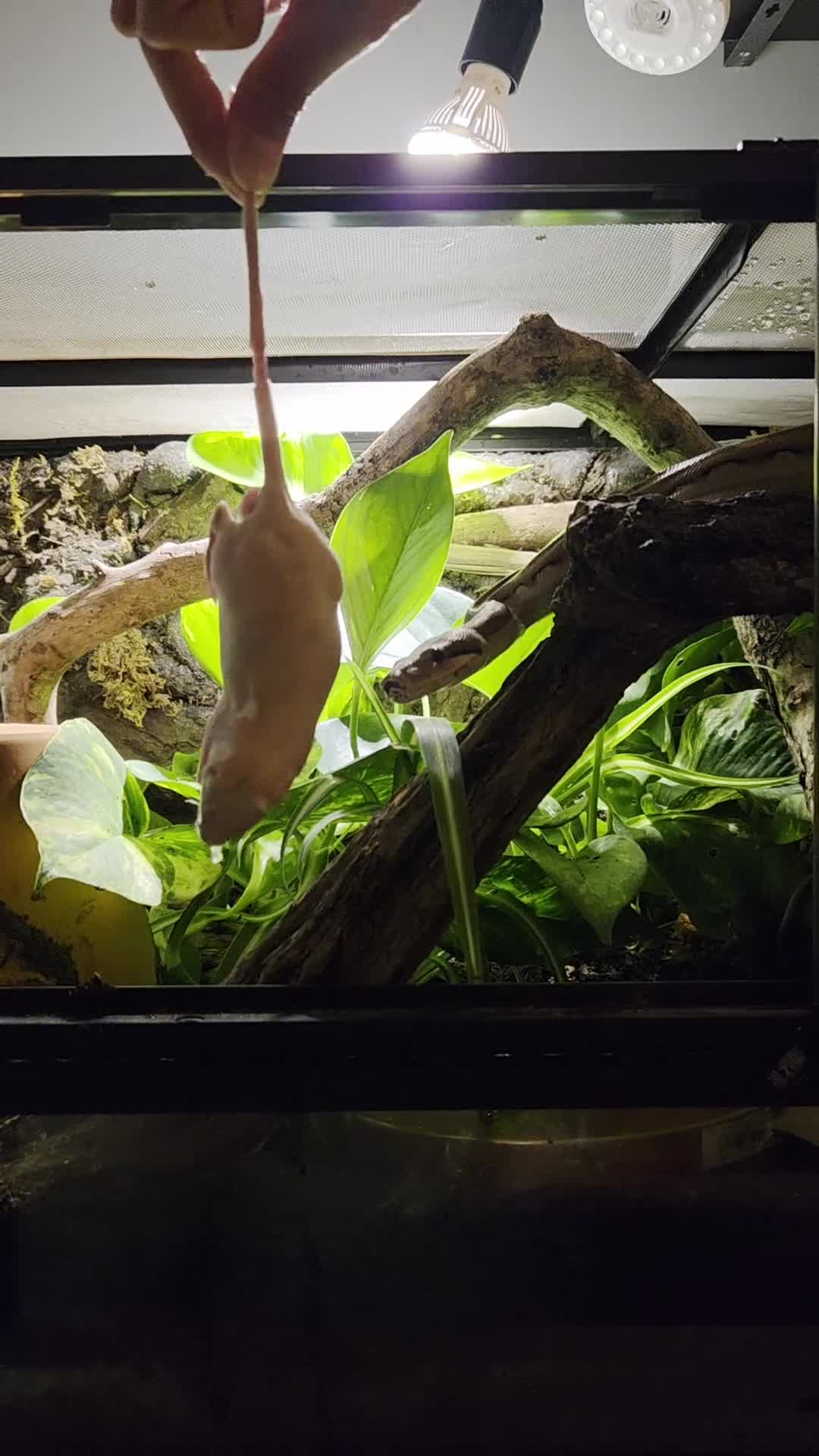 Boa Snake reptiles for sale: Dwarf Jungle Monty Boa Constrictor - Video 1