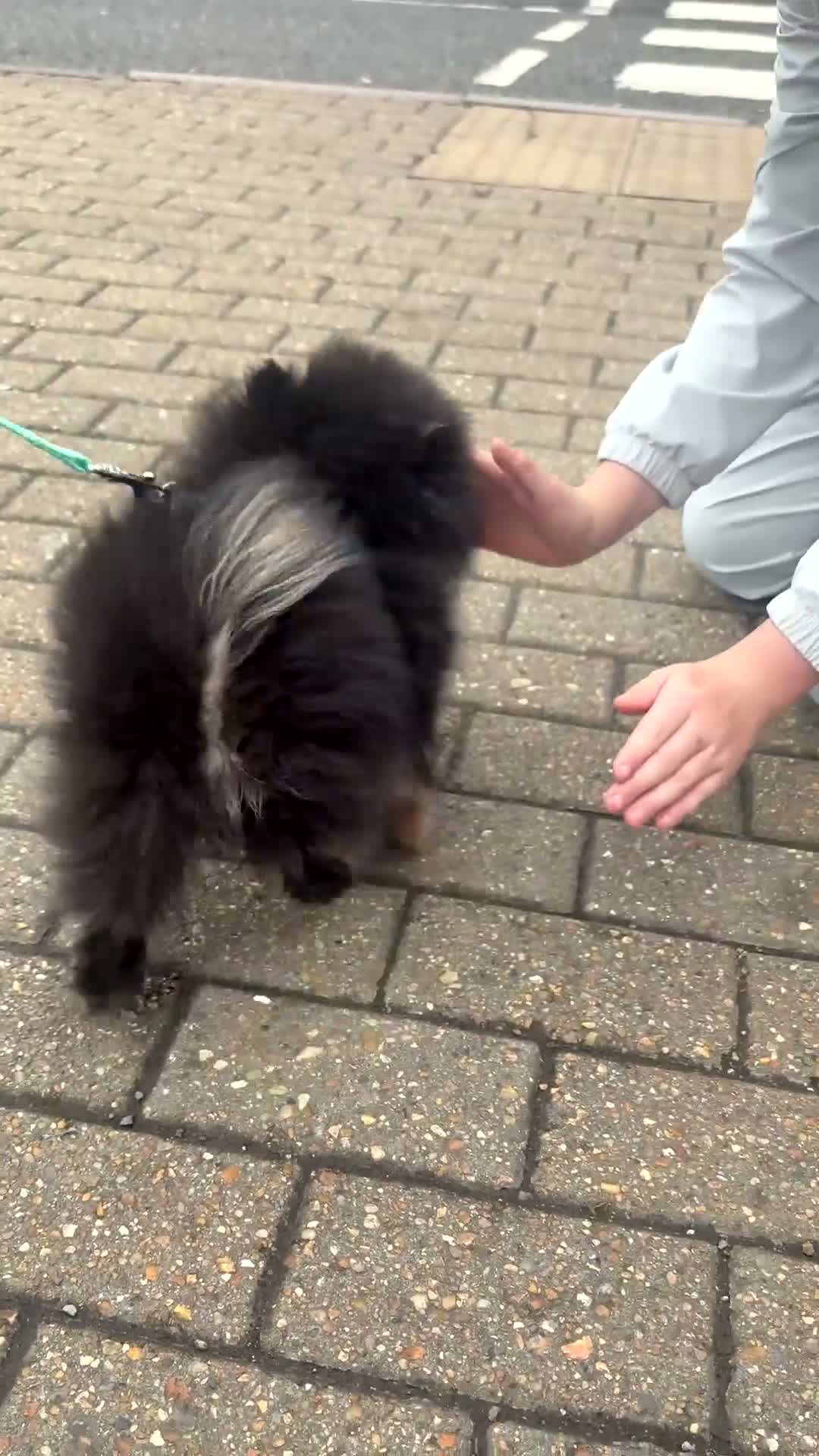 Pomeranian dogs for sale: Stunning Russian Pom  in Harlow - Video 4