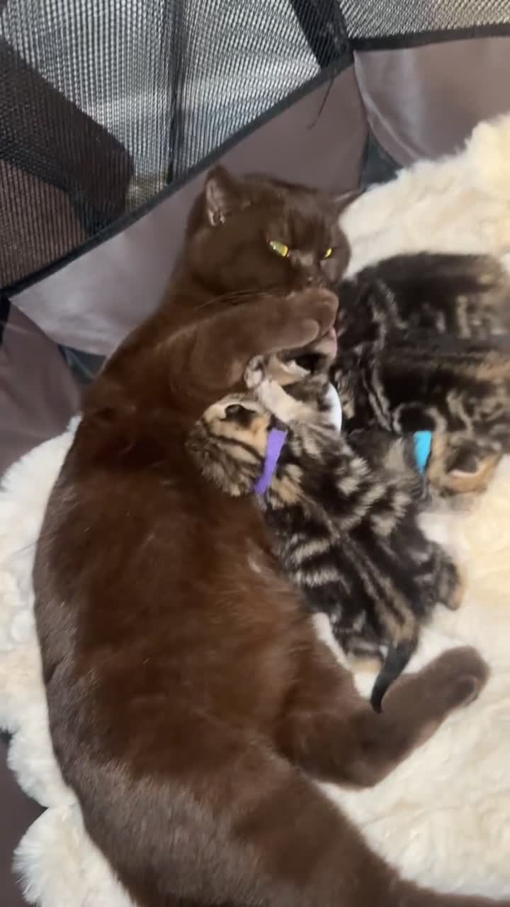 British Shorthair cats for sale: British short hair kittens  - Video 1