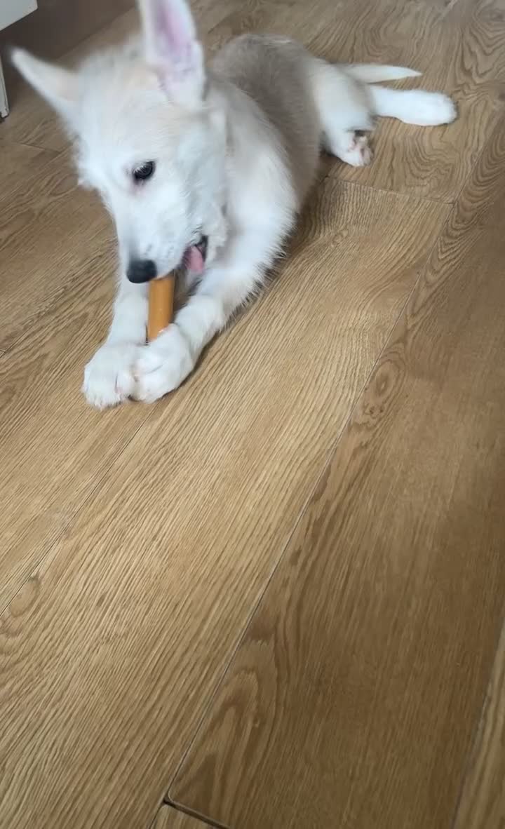 Mixed Breed dogs for sale: Mixed breed puppy - Video 1