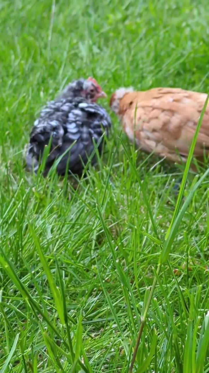 Chickens poultry for sale: Two Serama Pair - Video 1