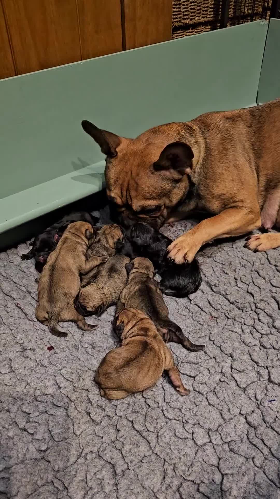 Frug dogs for sale: FRUG puppies looking for loving, forever homes now - Video 1