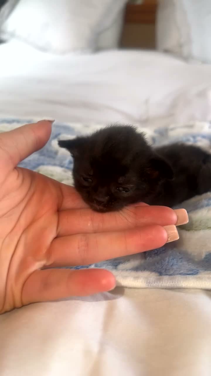 Mixed Breed cats for sale: 2 kittens left. BSH and Maine coon mix - Video 1