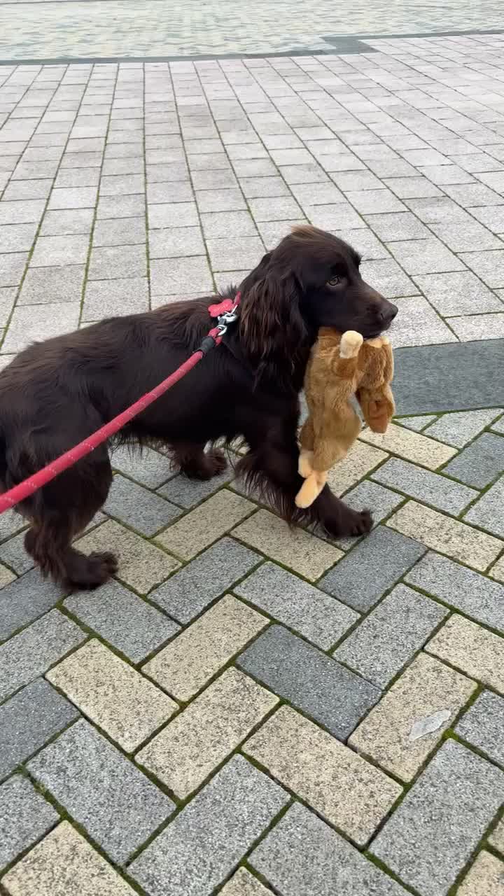 Cocker Spaniel dogs for sale: Chocolate cocker spaniel  in Prestwick - Video 1