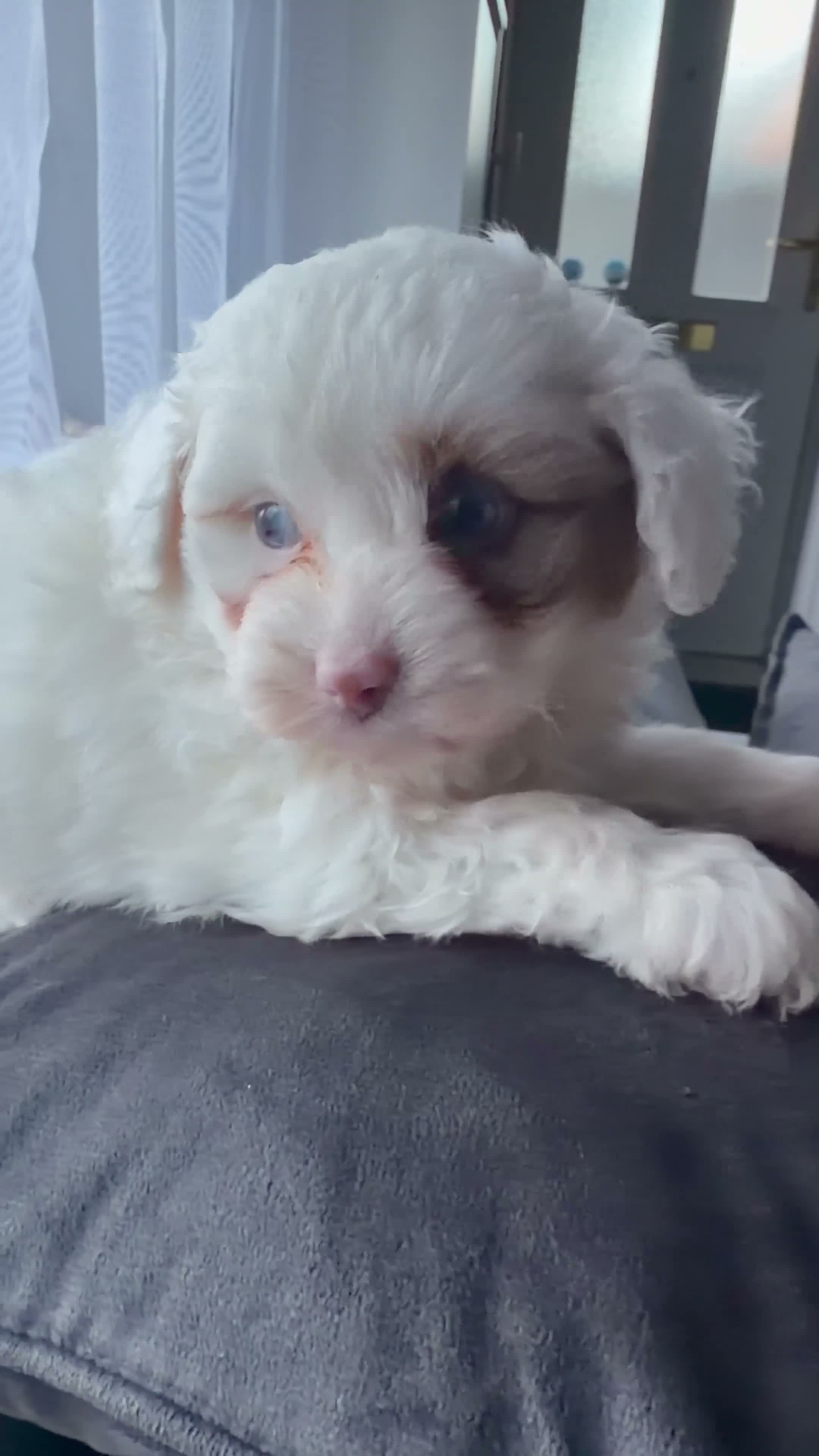 Pomapoo dogs for sale: Pomapoo - Video 1