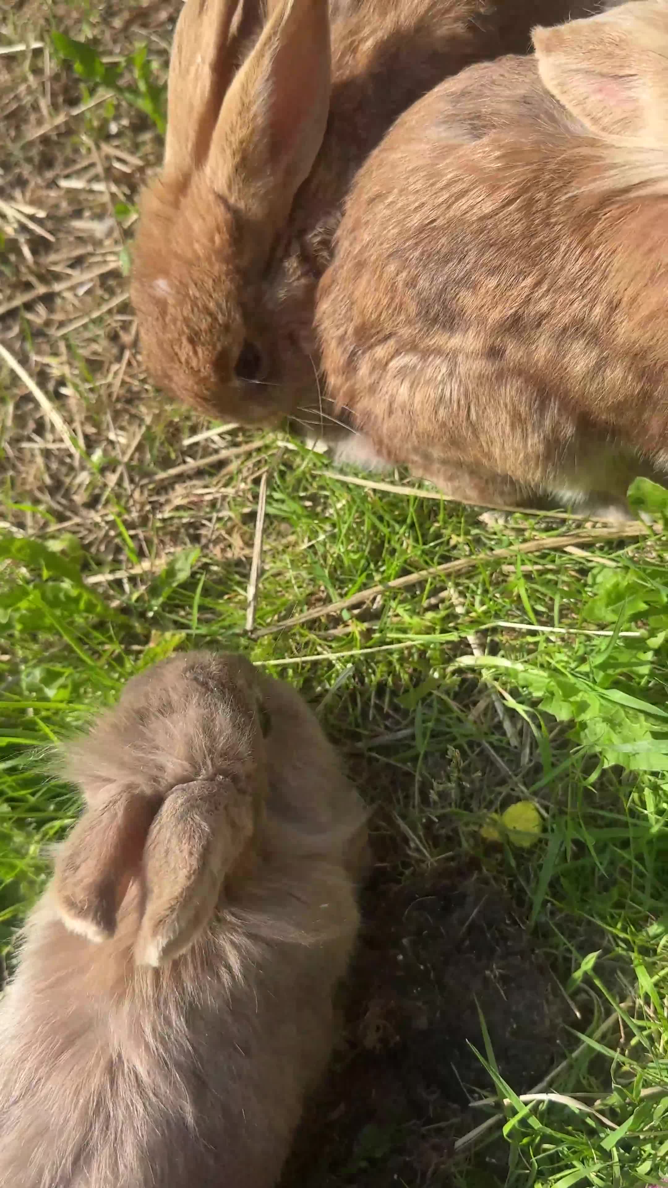 Lionhead rabbits for sale: 5 female lionhead x  - Video 2