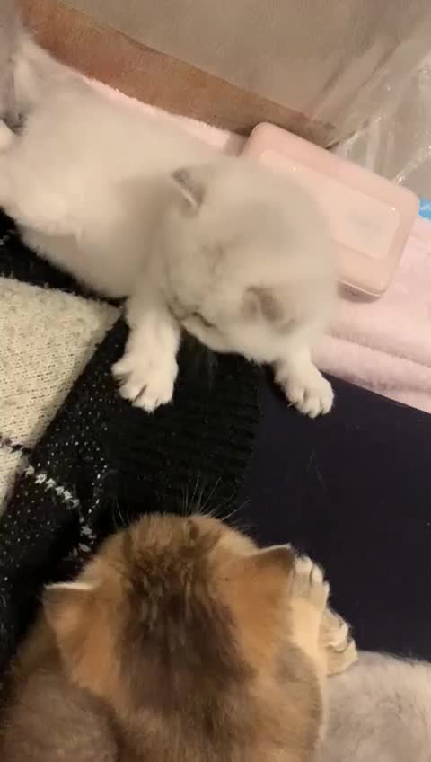 British Shorthair cats for sale: 💕 Pedigree GCCF blue golden British shorthair - Video 5