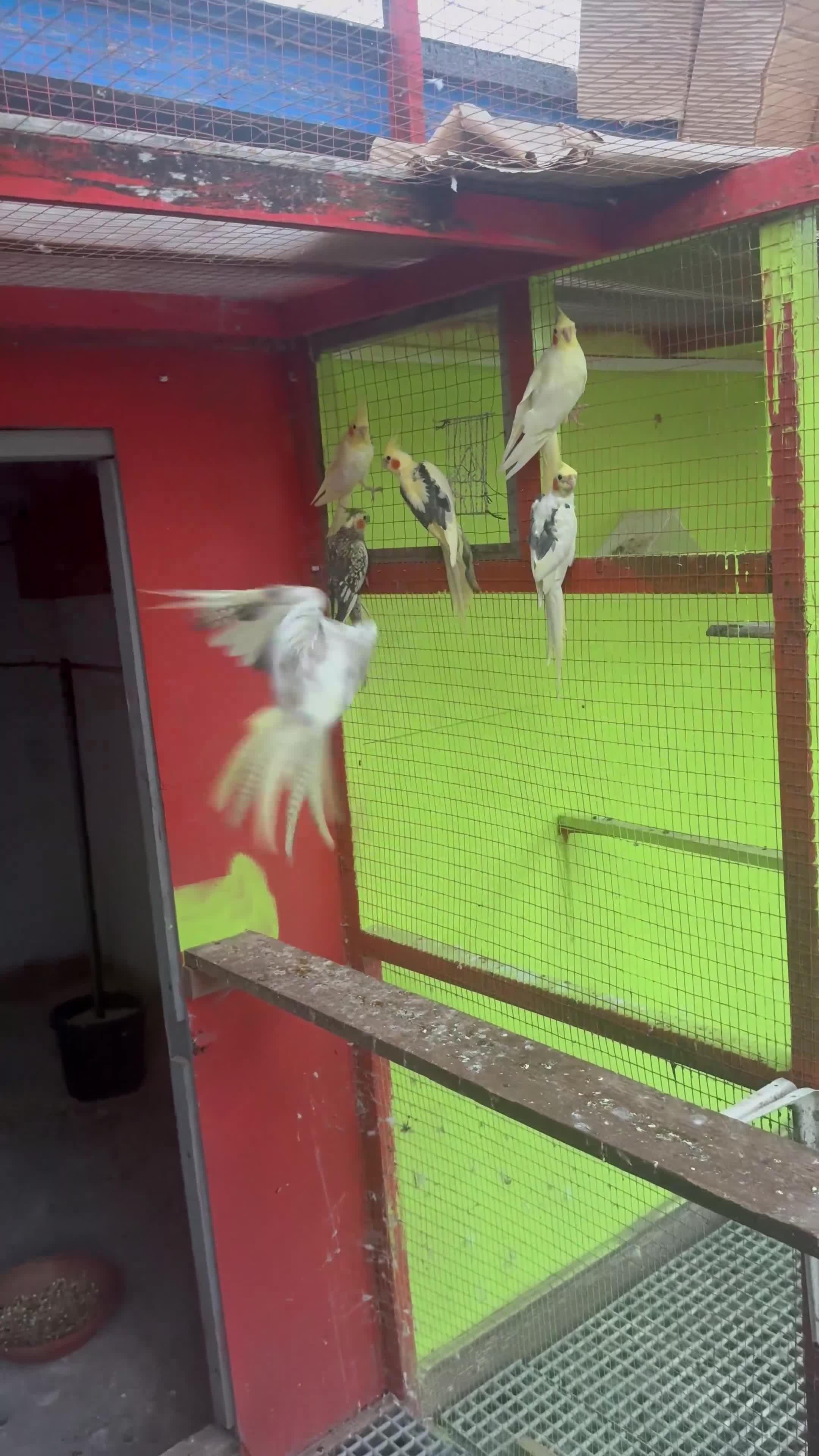 Cockatiels birds for sale: Cockatiel Aviary for sale  - Video 1