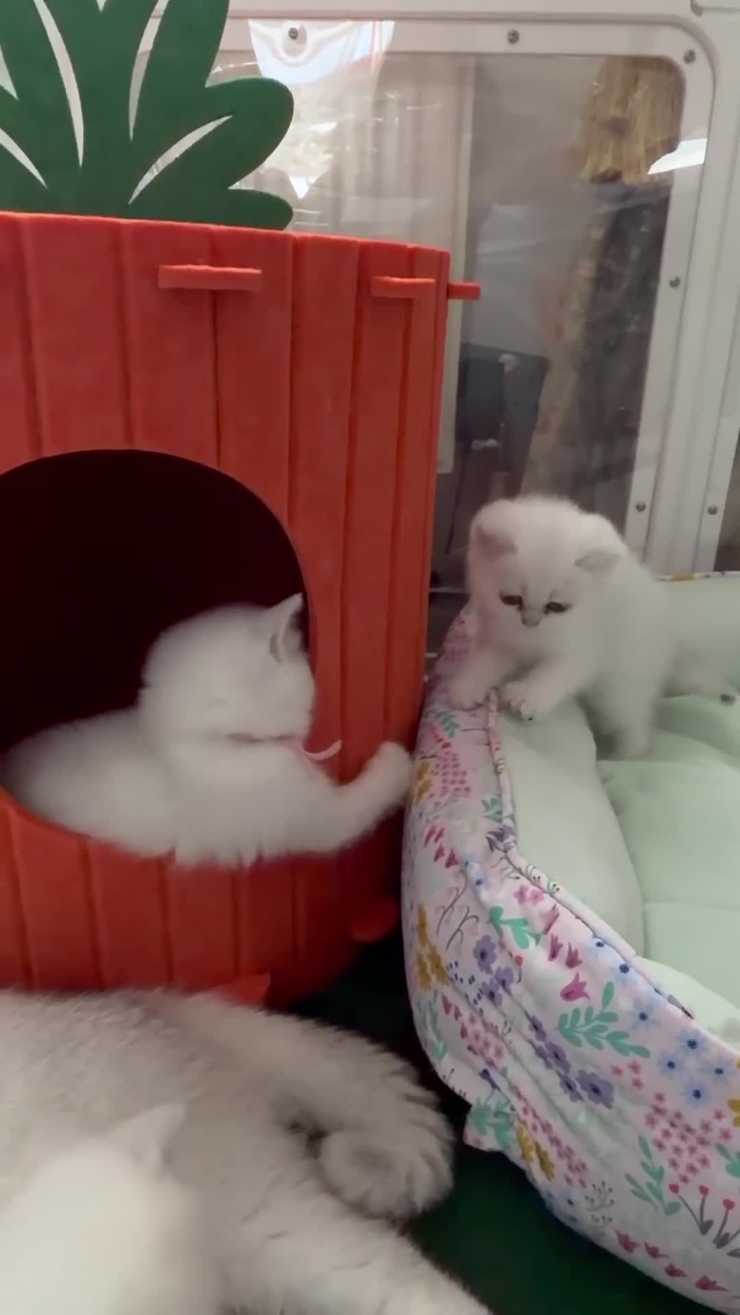 British Shorthair cats for sale: 😻TICA British Shorthair kittens 😻 - Video 2