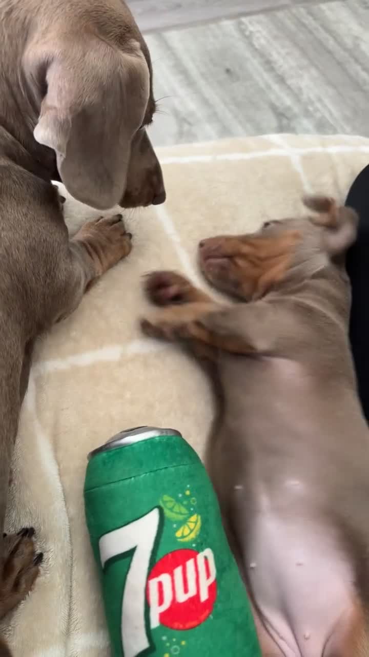 Miniature Dachshund dogs for sale: Isabella & tan Miniature dachshund  - Video 3