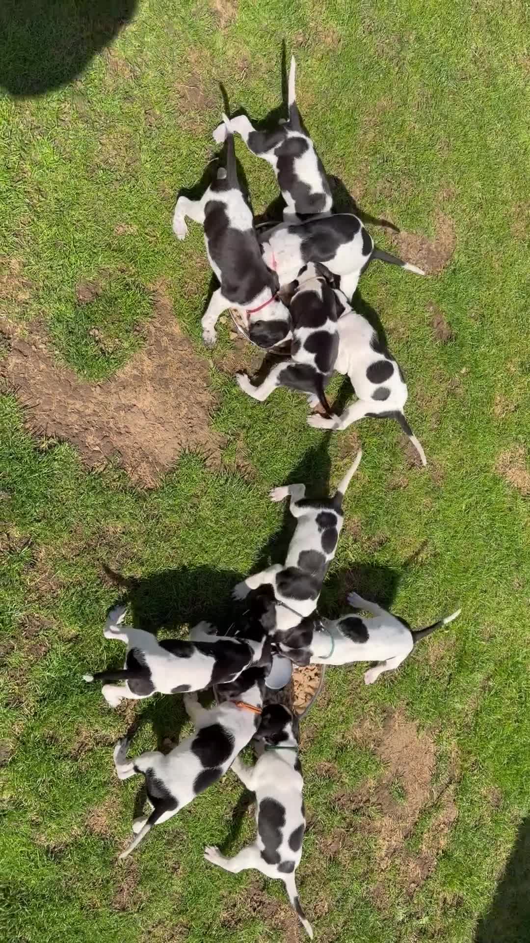Pointer dogs for sale: An outstanding litter of pointers. in Hereford - Video 1