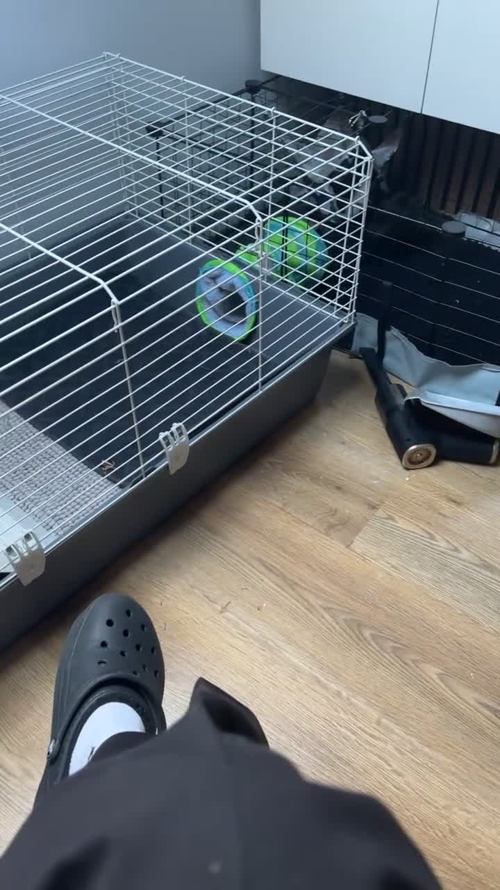 Guinea Pig rodents for sale: 2 male guinea pigs  - Video 1