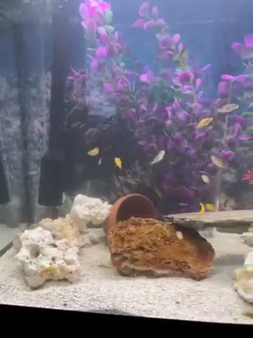 Cichlids fish for sale: African cichlids babies in London - Video 1
