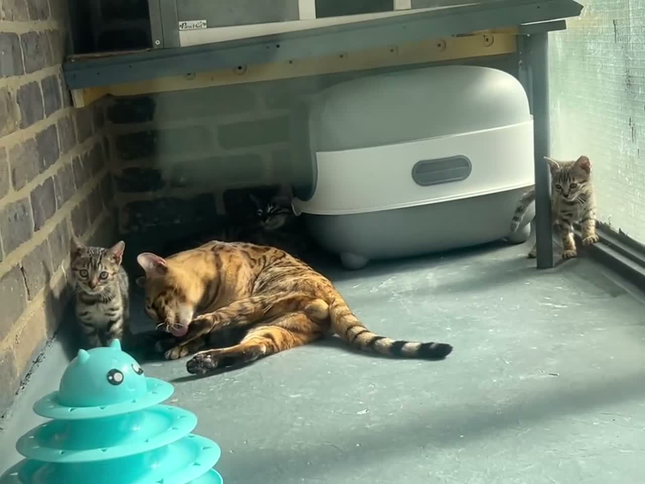 Bengal cats for sale: Pure bengal kittens - Video 4