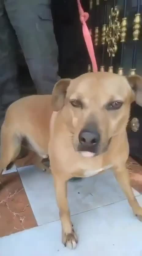 Mixed Breed dogs for adoption: The Story of Jumbo 🐾 - Video 1