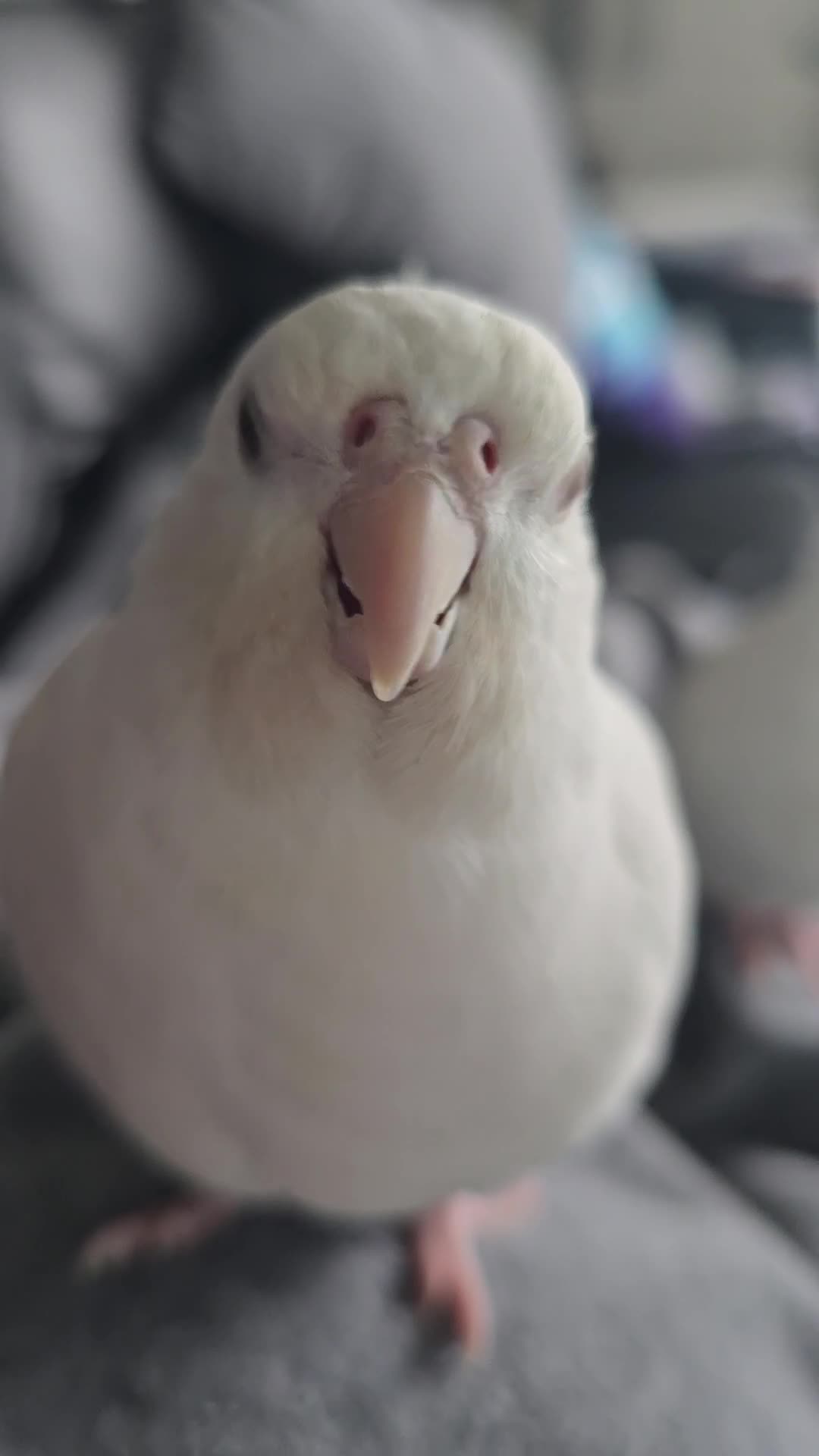 Cockatiels birds for sale: 2 x WHITE FACED DNAd MALE COCKATIELS, 10m - Video 1