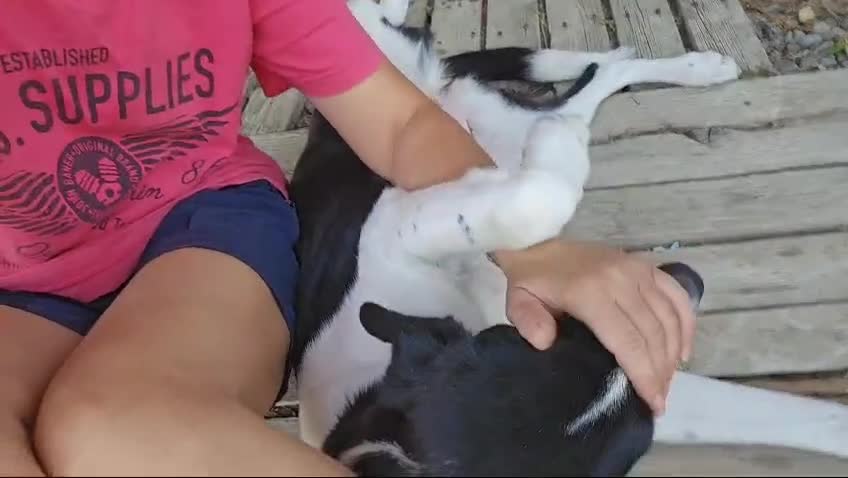Mixed Breed dogs for adoption: NALA, a Lovely Girl - for a Loving Home - Video 1