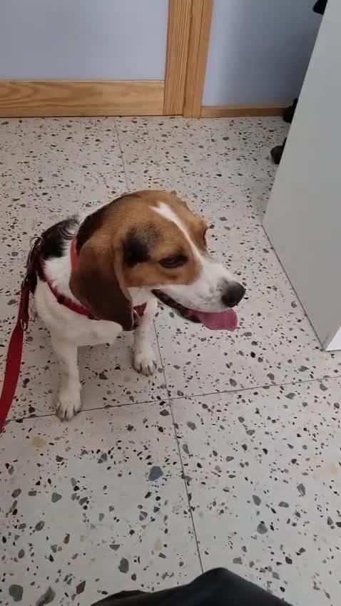 Beagle dogs for adoption: Beautiful Raoull - Video 2