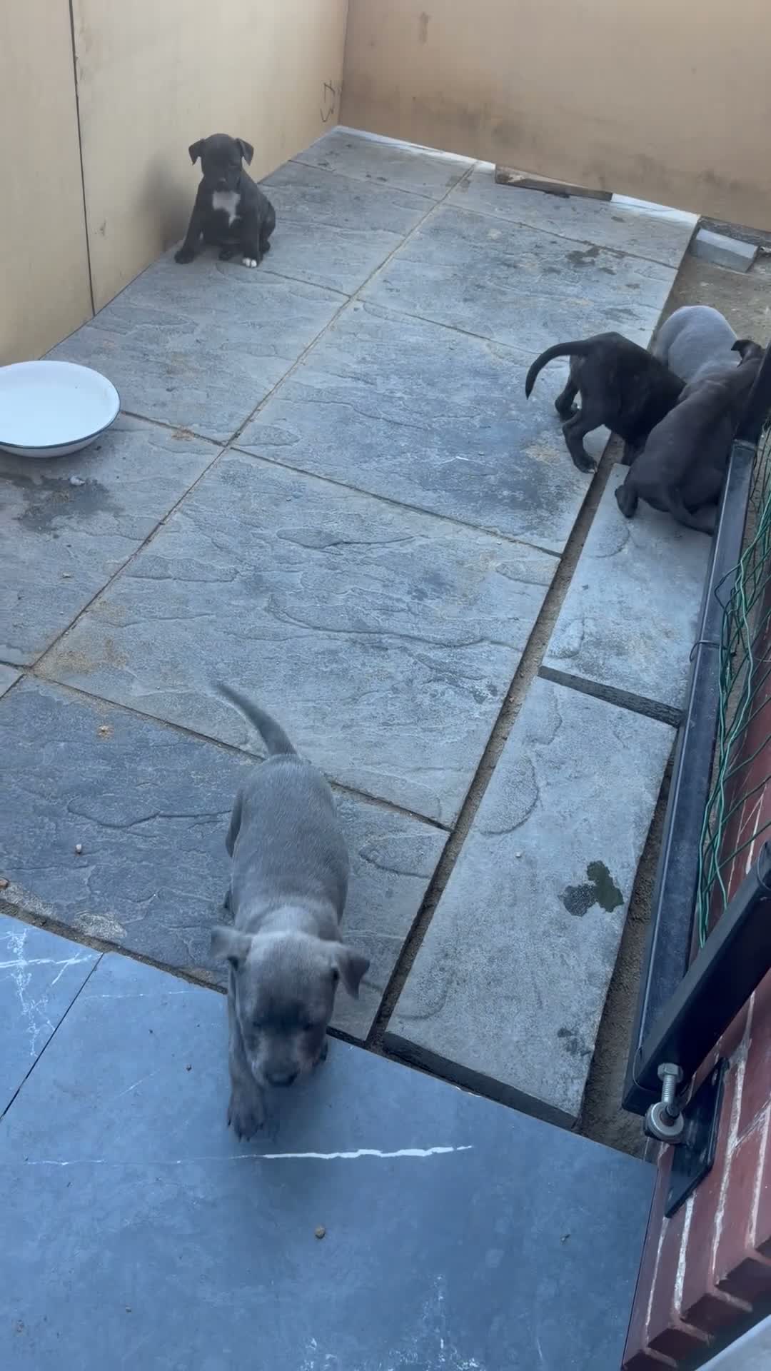 Staffordshire Bull Terrier dogs for sale: Staffy pups 3 left  - Video 1