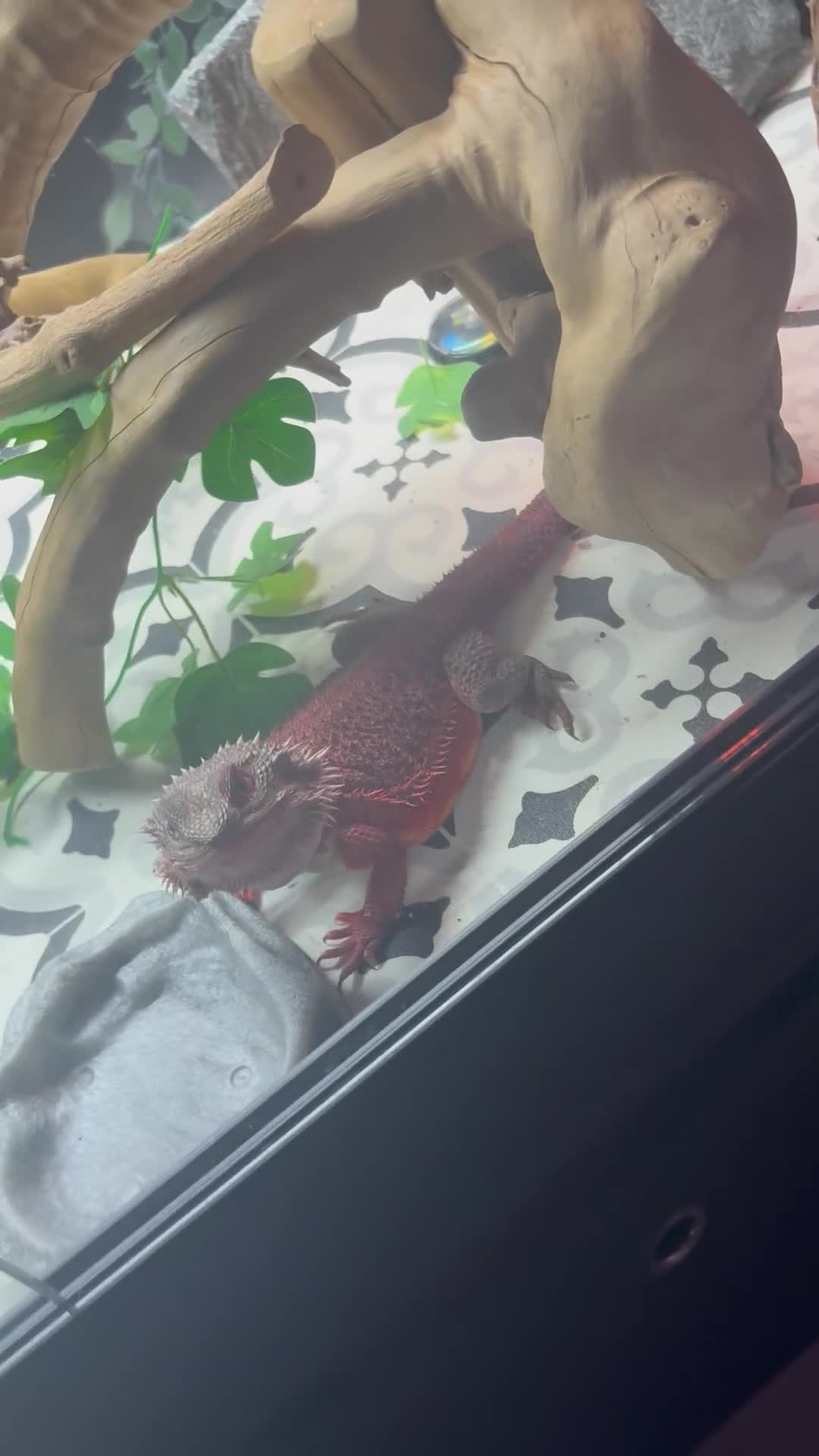 Bearded Dragon reptiles for sale: Red monster bearded dragon and full set up  - Video 2