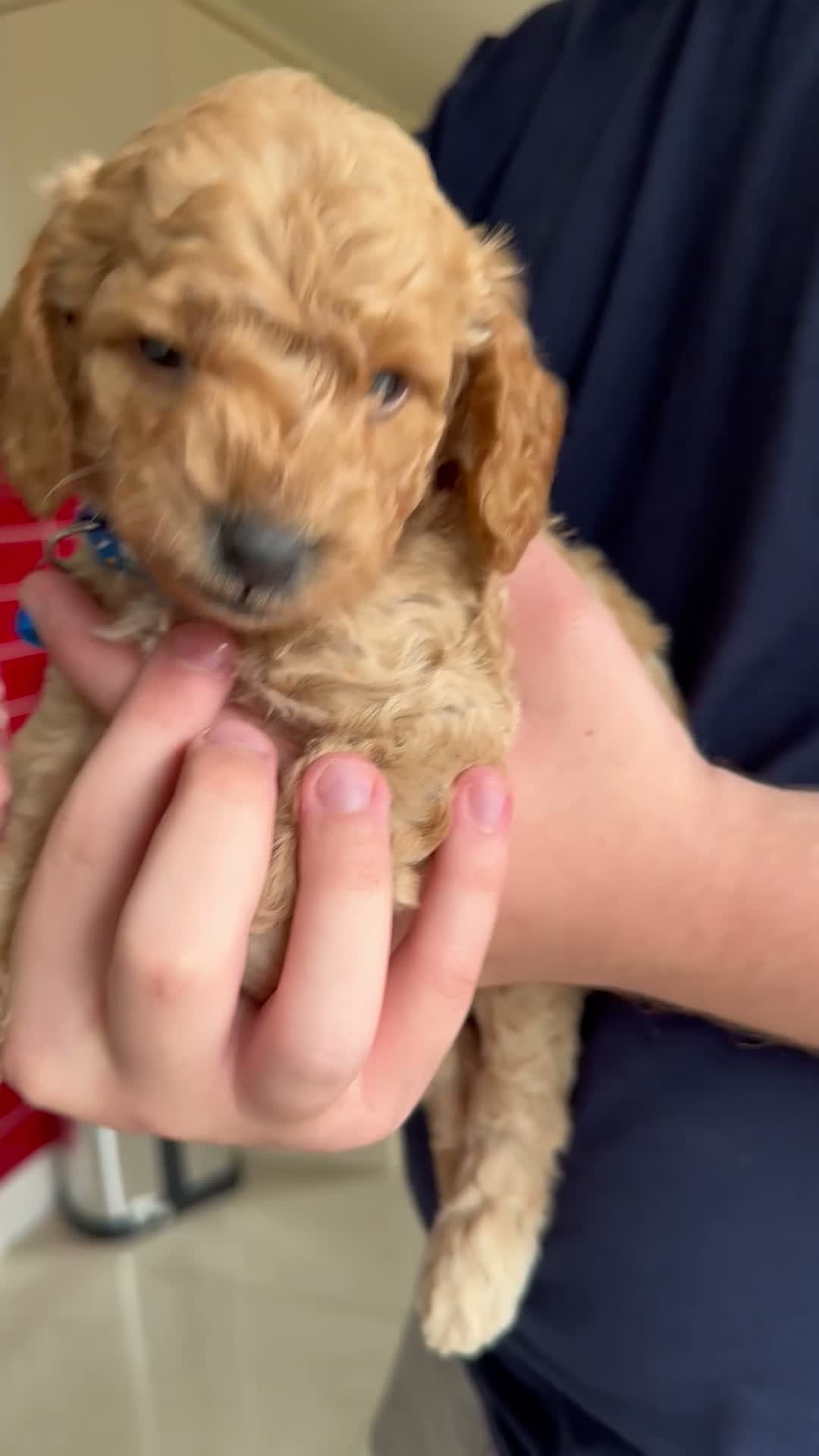 Cockapoo dogs for sale: Cockapoo puppies for sale in Craigavon - Video 2