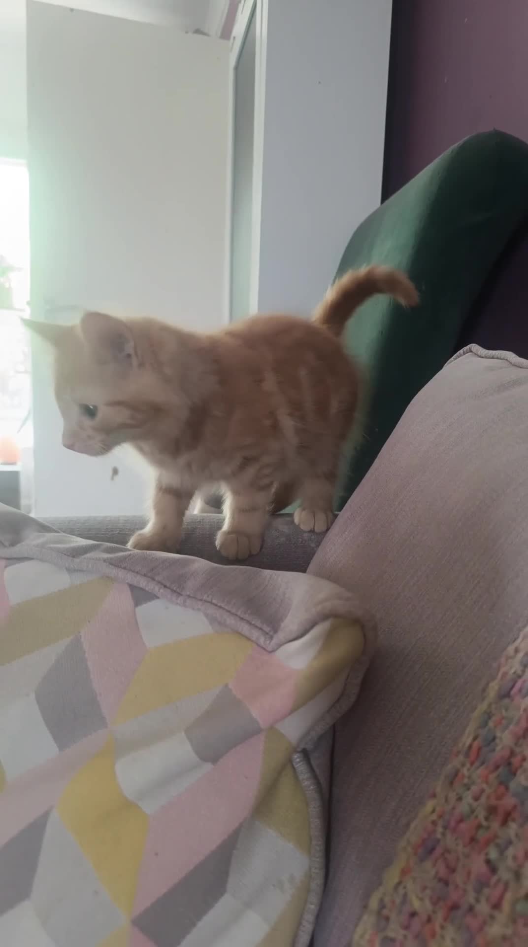Mixed Breed cats for sale: Gorgeous Ragdoll cross kittens  - Video 1