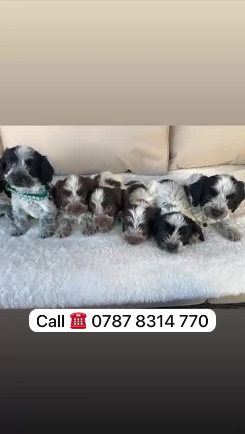 Cockapoo dogs for sale: cockapoos puppies F1 3 boys 2 girls  - Video 1
