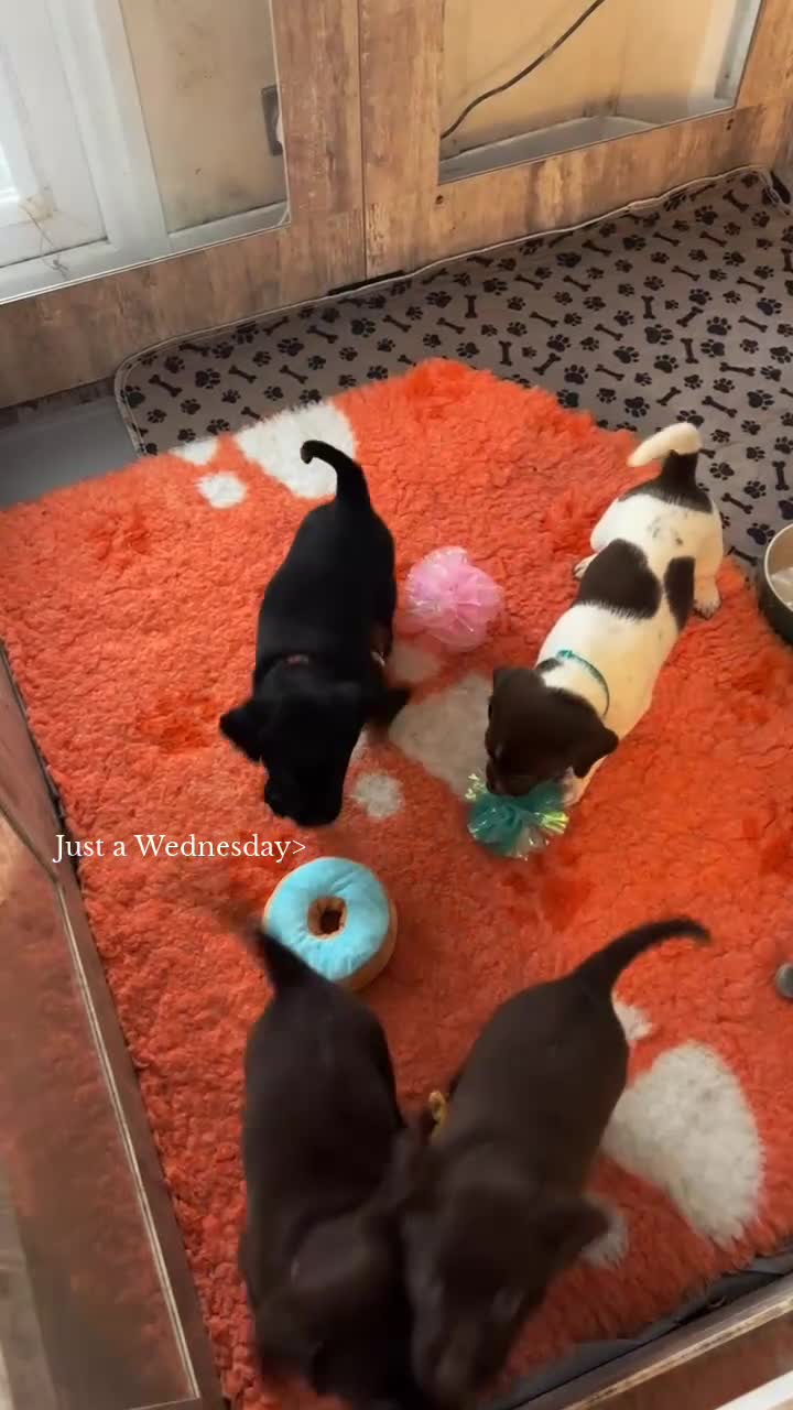 Mixed Breed dogs for sale: READY TO GO – Lab/Spaniel/Collie Mix Puppies - Video 1