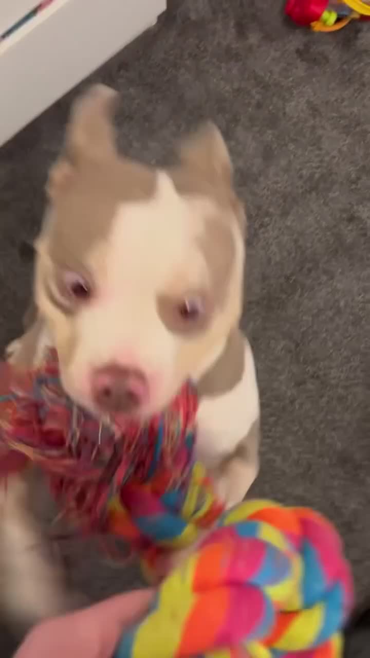 American Bully dogs for sale: Maple  in Birkenhead - Video 1