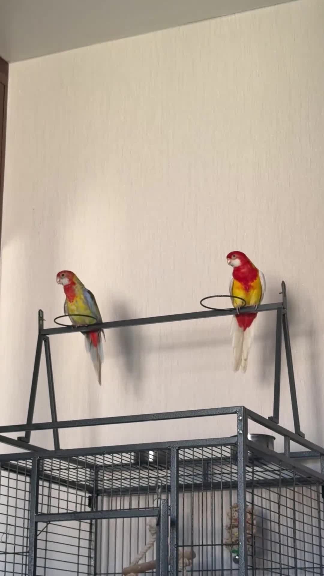 Parrots birds for sale: Beautiful pair of Rosella Parrots in Newport - Video 1