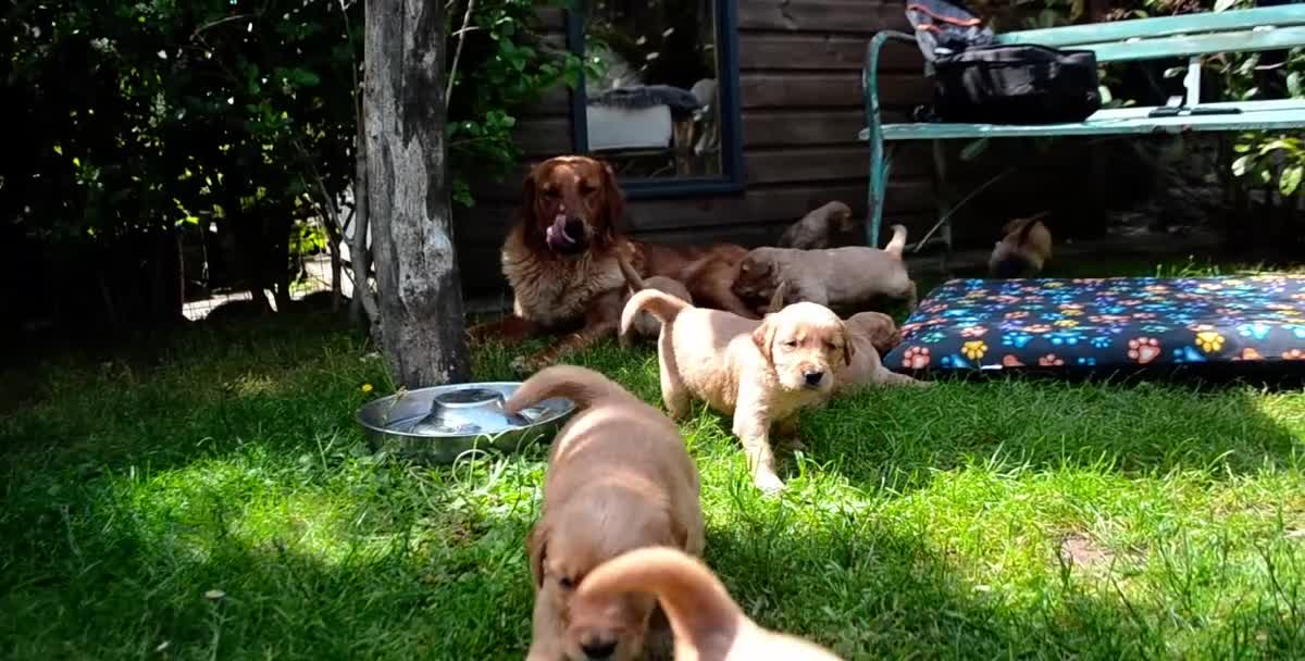 Golden Retriever dogs for sale: READY GOLDEN RETREVER KC PUPPIES - Video 1